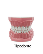 Tipodonto