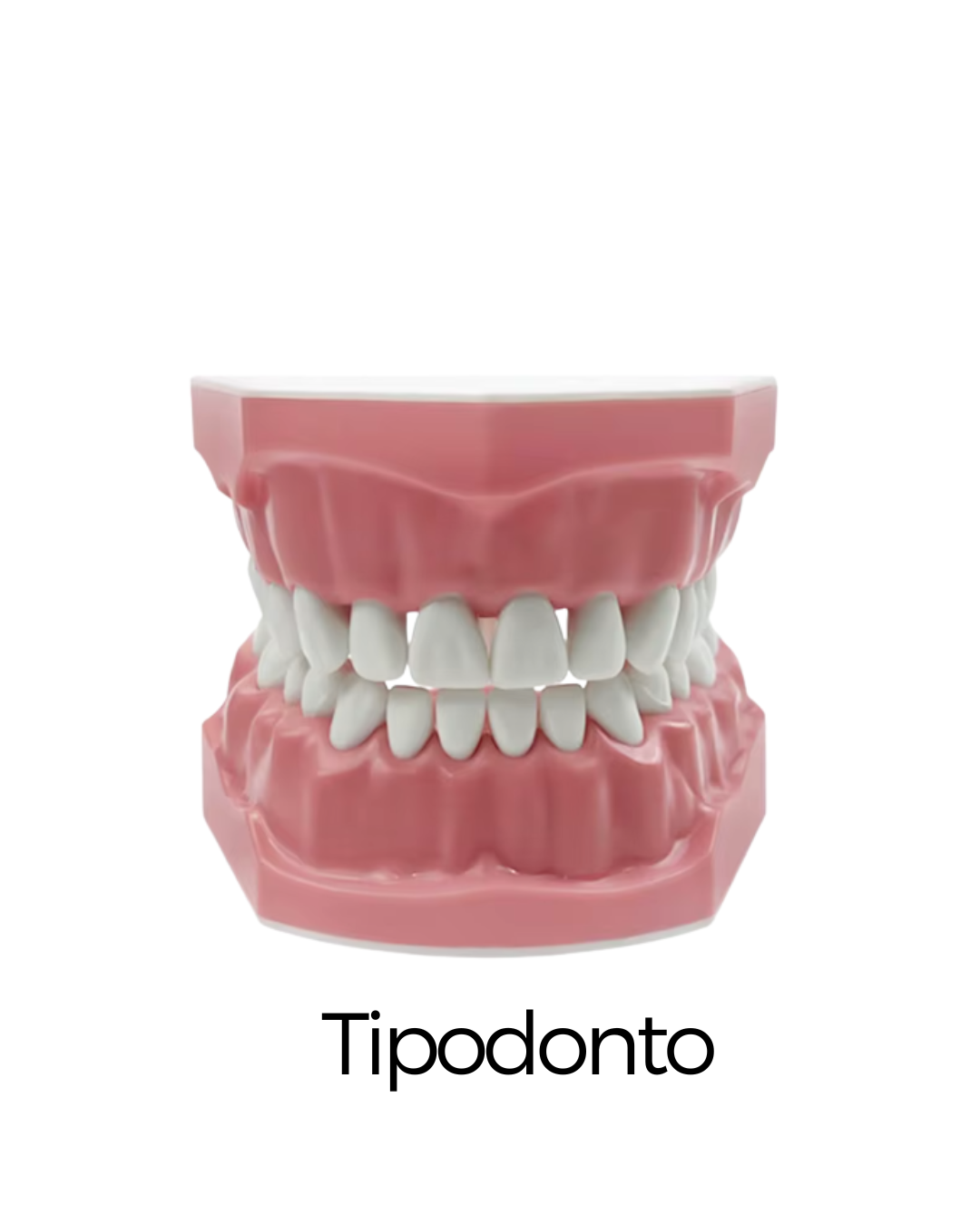 Tipodonto