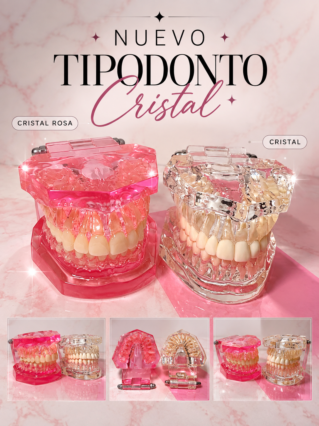 Tipodonto de acrílico transparente